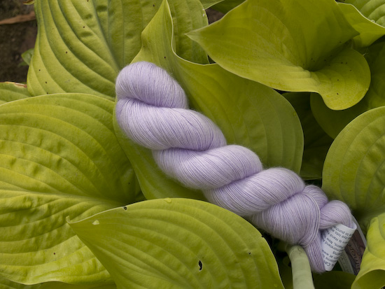 cashmere_hosta.jpg