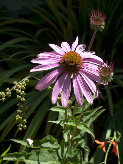 echinacea.jpg