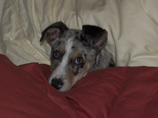 Lark_in_bed2.jpg