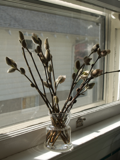 star_magnolia.jpg