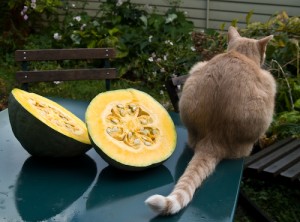 squash_cat